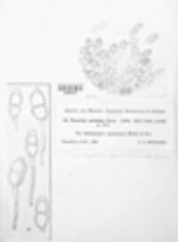 Puccinia variolans image